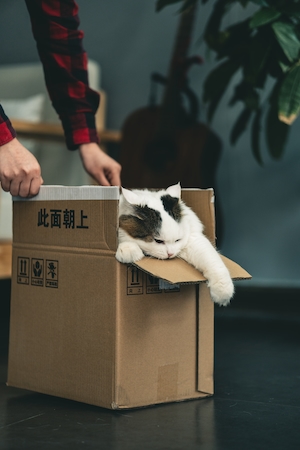Котенок сидит в коробке 