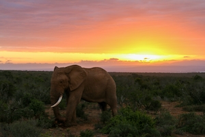 слон на закате