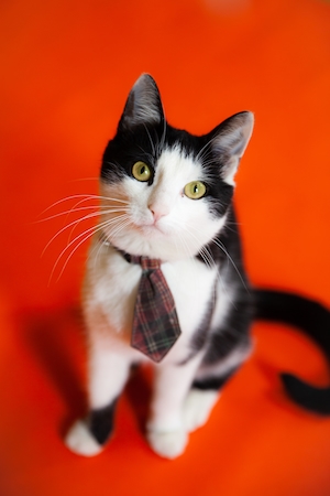 черно-белый кот с галстуком на красном фоне 