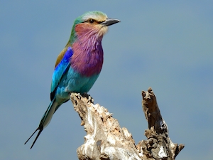 роллер с сиреневой грудью, разноцветная птица, крупный план 