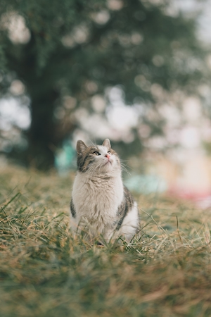 Дымчатый кот на траве смотрит наверх 