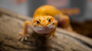 Оранжевая ящерица смотрит в кадр, портрет, крупный план 