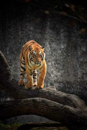 Королевский бенгальский тигр