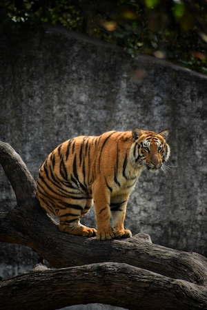 Королевский бенгальский тигр сидит на бревне 