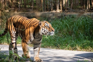 Королевский бенгальский тигр, идущий по дороге
