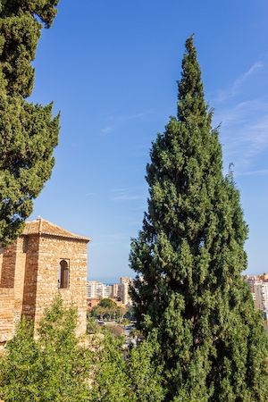 одиноко стоящее дерево, зеленая крона на фоне неба, часть старого кирпичного строения 