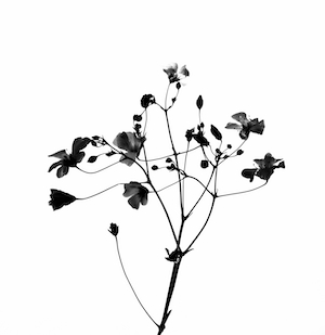 черный цветок на белом фоне 