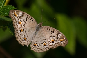 Яркая серая бабочка Анютины глазки, замеченная в природном парке Махараштра в Индии