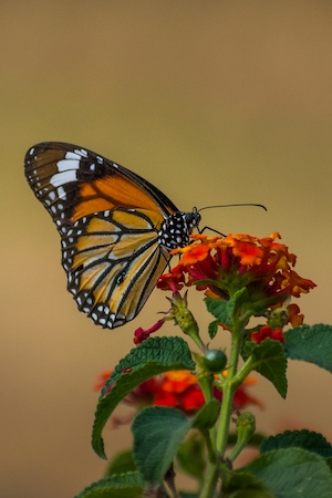 Красочная полосатая тигровая бабочка, замеченная на красном цветке в природном парке Махараштра в Индии