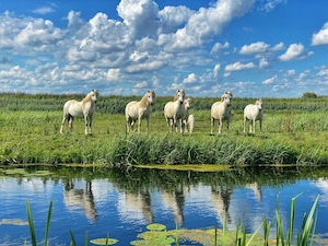белые кони у пруда 