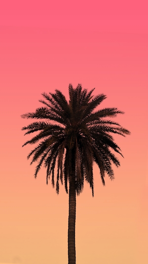 силуэт пальмы на фоне яркого закатного неба 