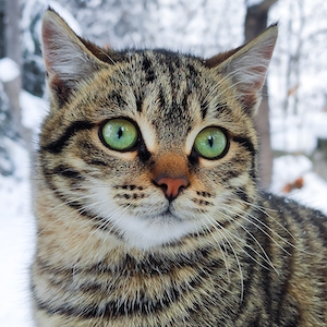 портрет кошки, крупный план, зимой 