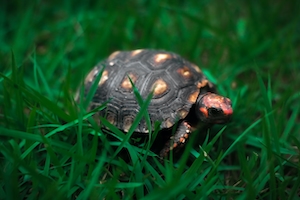 красная черепаха на траве, крупный план 