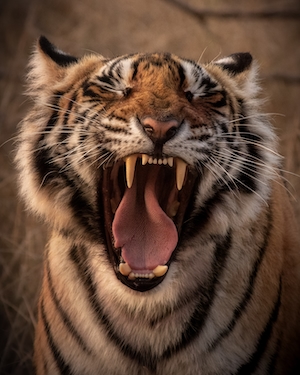 тигр зевает, крупный план 