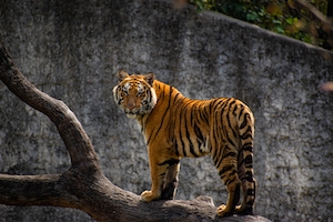тигр стоит на бревне 