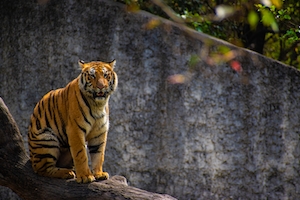 тигр сидит на бревне, смотрит в кадр 