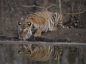 Тигрица, утоляющая жажду у источника воды в тигровом заповеднике Пенч. 