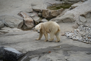 белый медведь на скале 