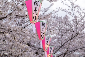 Розовые японские фонарики, висящие перед вишневыми деревьями в полном цвету.