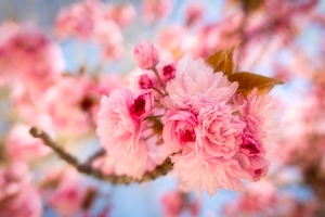 сакура вишневый цвет с бутонами, крупный план