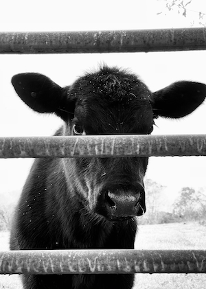корова смотрит в кадр, черно-белая фотография 