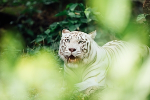 белый тигр в кустах 