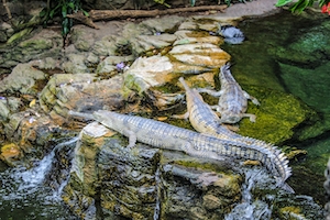 Аллигаторы лежат на скале у воды 