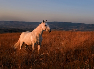 белая лошадь на закате 