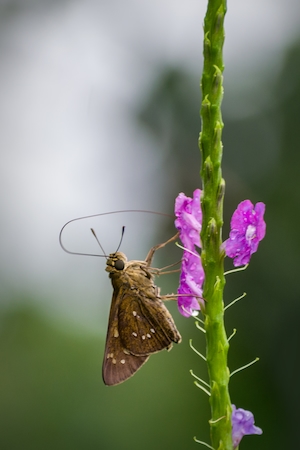 В природном парке Махараштры в Индии замечена красочная маленькая бабочка у растения с сиреневыми цветами 
