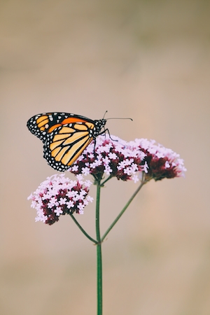 Бабочка-монарх на цветке, крупный план 
