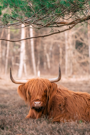 коричневая корова с рогами лежит под деревом 