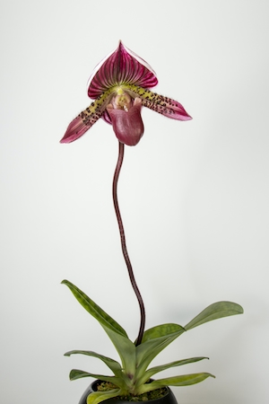 Необычная орхидея