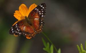 Бабочка, Питающаяся нектаром оранжевого цветка 