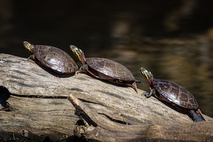 три черепахи на сухом бревне 