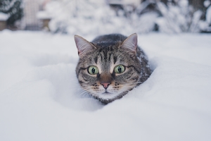 кот охотится в снегу 
