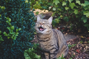 кот зевает 