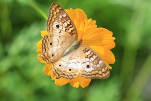 Самка белой бабочки-павлина на желтом фоне оранжевого цветка 