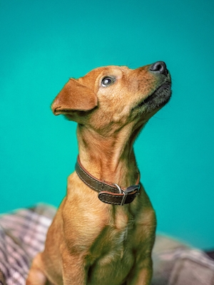 коричневая собака с ошейником смотрит вверх 