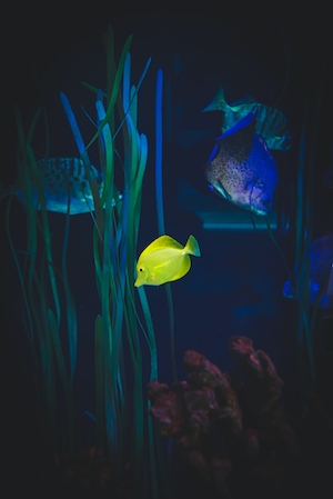 ярко-желтая рыбка в аквариуме, вид сбоку, крупный план