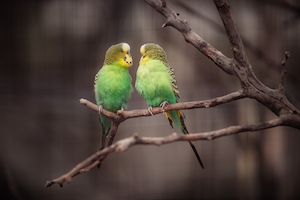 два зеленых попугая на ветке 