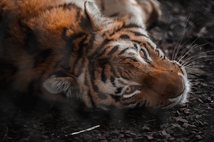 тигр лежит на земле, крупный план, смотрит в камеру 