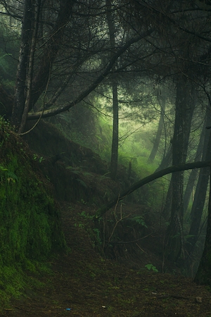 туманный лес изнутри, зеленый лес изнутри, стволы деревьев, мох, сосны, опавшие деревья