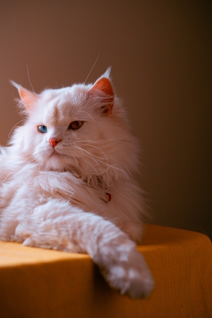 Персидская кошка белого цвета 