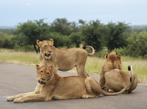три льва на дороге 