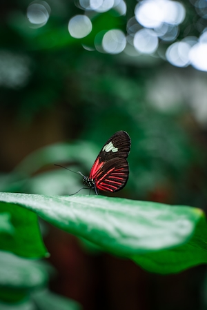 Красно-черная бабочка, сидящая на большом зеленом листе
