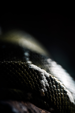 чешуя змеи, макро-фотография 