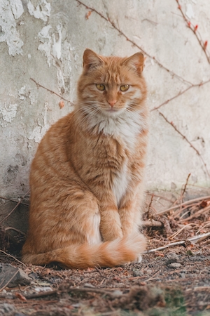 рыжий кот на улице 