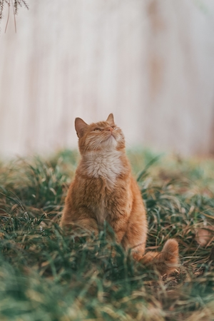 Рыжий кот сидит на траве и смотрит вверху