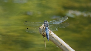 Голубая стрекоза, Либелулла фульва над водой, макросъемка 