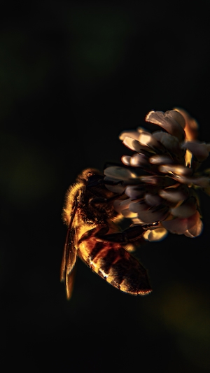 подсвеченная пчела на цветке клевера 